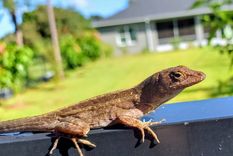 Las lagartijas en el jardín son un indicador de biodiversidad. Foto: Shutterstock