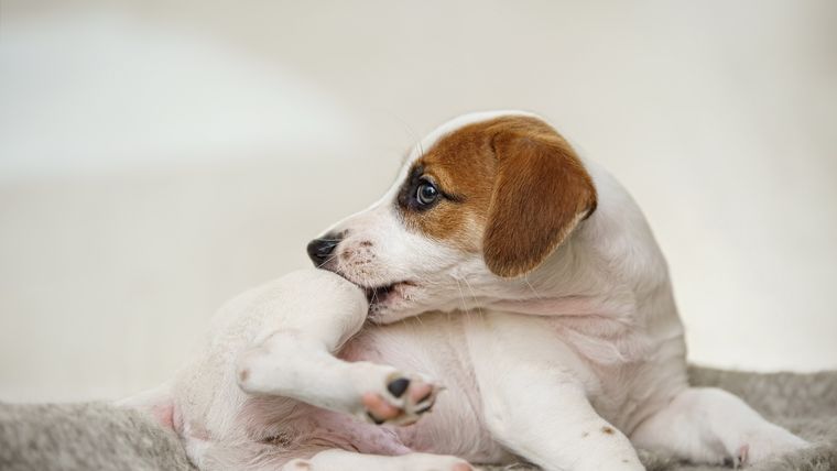LAS PULGAS SON UNA DE LAS PESADILLAS DE LOS PERROS. Foto: Shutterstock