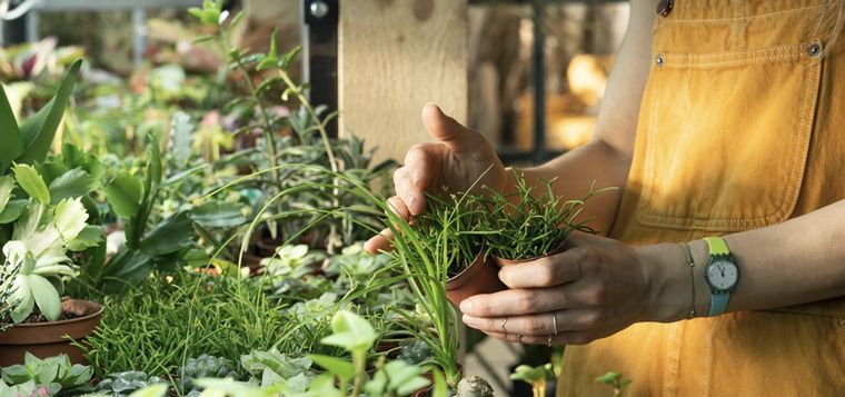 Las aromáticas contienen resinas que los insectos reconocen como potencialmente tóxicas para su metabolismo Foto: Shutterstock