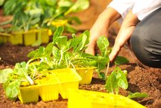 Comenzó el momento de mayor plantación de cultivos para tener una rica huerta en casa. Foto: UNSPLASH