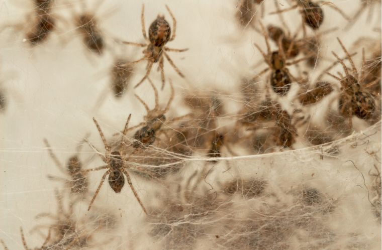 arañas Estos molestos insectos pueden asustar a algunas personas Foto: Shutterstock