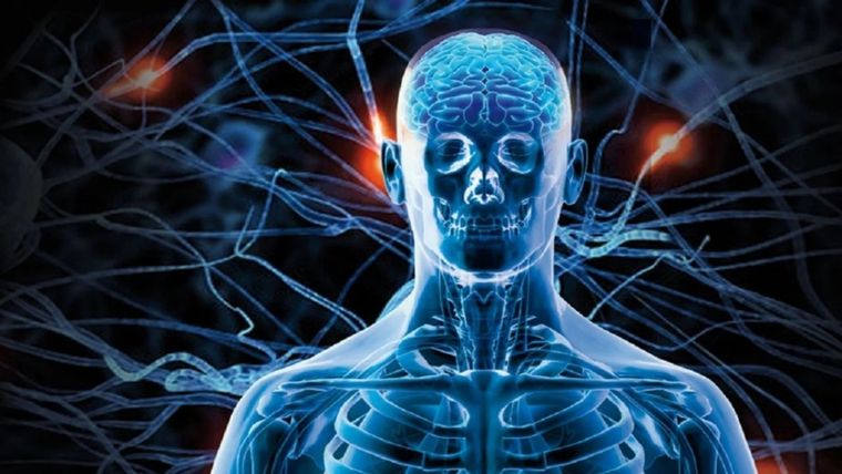 Cada vez que recibimos una notificación en el celular, damos un “me gusta” en redes o recibimos un comentario positivo, nuestro cerebro libera pequeñas dosis de dopamina. Foto: Archivo MDZ