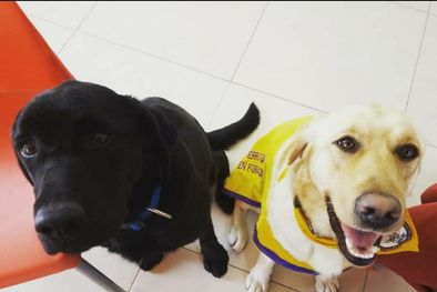 MDZol | Calia y Greta fueron entregadas como perros guía durante este año