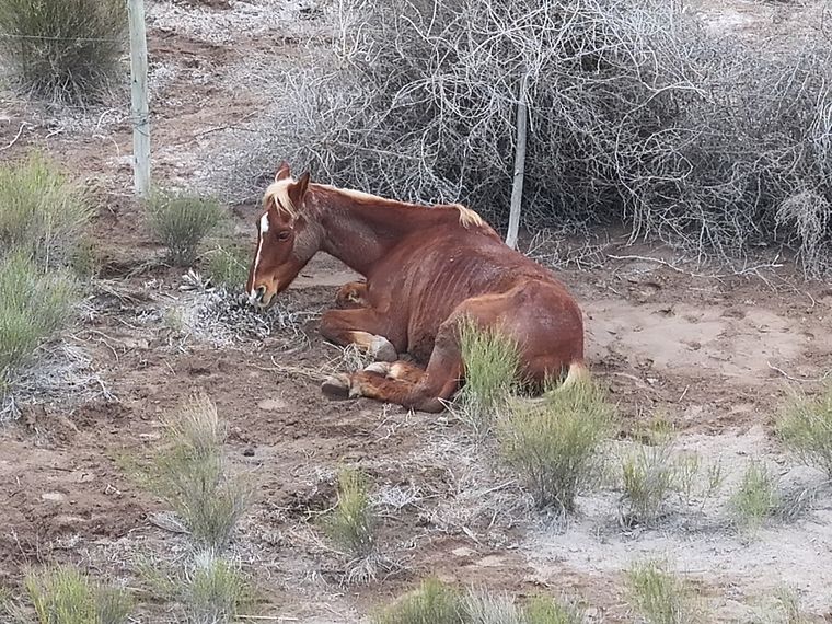 El procedimiento inicio tras un llamado en el que un hombre denunció el robo de dos caballos. El procedimiento inicio tras un llamado en el que un hombre denunció el robo de dos caballos.