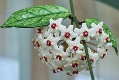 Este tipo de plantas es ideal para soportar altas temperaturas y tener perfumado todo el hogar.