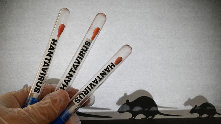 El hantavirus es una cepa de virus transmitida por roedores, pero también puede transmitirse de persona a persona.&nbsp;