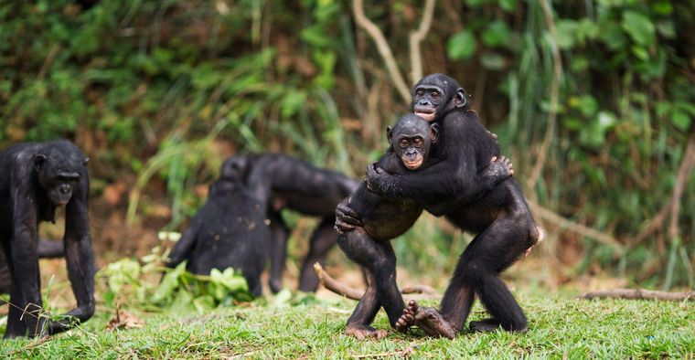 Las hembras de bonobo se aparean con varios machos para confundir la paternidad y evitar el infanticidio.