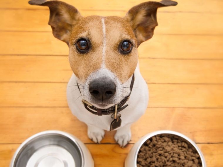 Los perros hacen sus necesidades en cualquier lugar Foto: Shutterstock