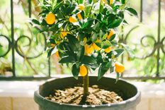 Con este truco casero podrás acelerar el crecimiento del limonero.