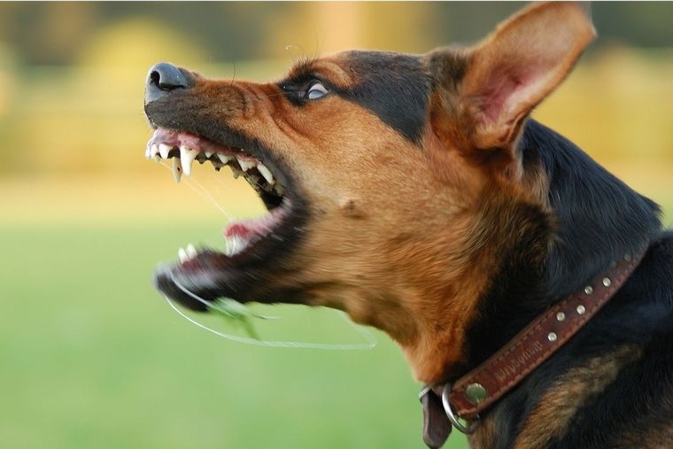 Perro agresivo Foto: La angostura digital