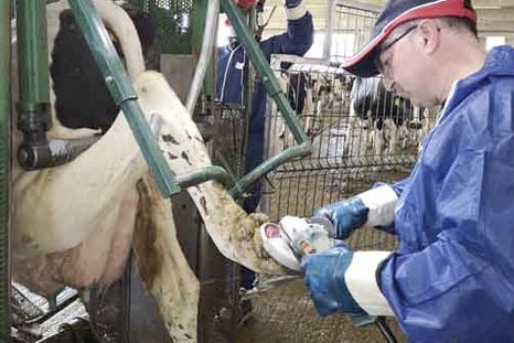 El trabajo del podólogo bovino es clave para prevenir lesiones podales, mejorar el bienestar animal y sostener la productividad en los rodeos lecheros. El trabajo del podólogo bovino es clave para prevenir lesiones podales, mejorar el bienestar animal y sostener la productividad en los rodeos lecheros.