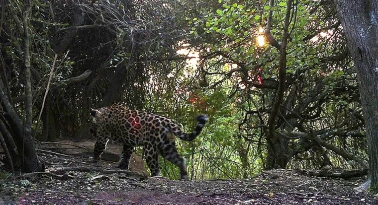 Un yaguareté de esperanza: El nombre Tañhi Wuk significa jefe del monte en wichí. Foto: NA