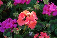 Los geranios son plantas muy populares debido a su resistencia y coloridas flores. Foto: Eroski