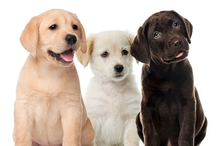 Existen más de 300 razas perrunas en el mundo Foto: National Geographic