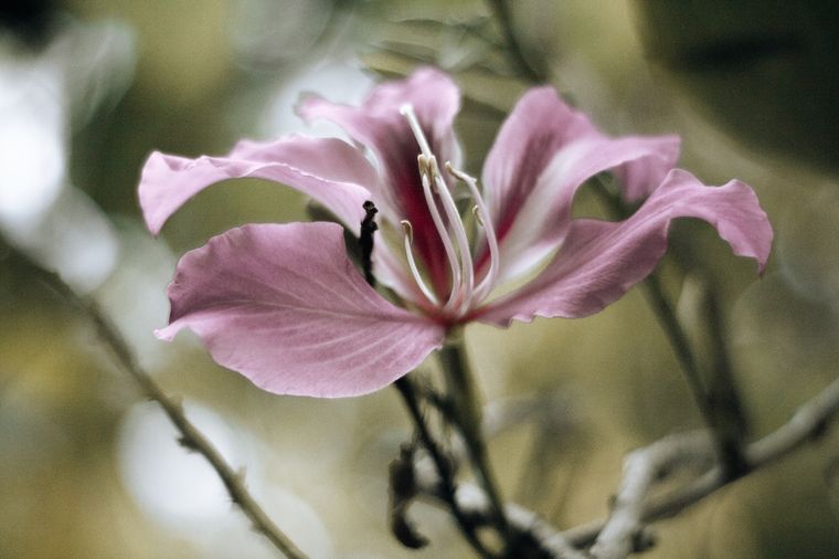 Lirios Aprende a cuidarlos con este listado de cuidados Foto: Pexels