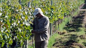 Una nueva tecnología usa inteligencia artificial para identificar plagas en plantas y fumigar solo donde hace falta, reduciendo costos y contaminación.