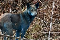 Tres perros con pelaje azul fueron vistos en la zona de exclusión de Chernobyl.