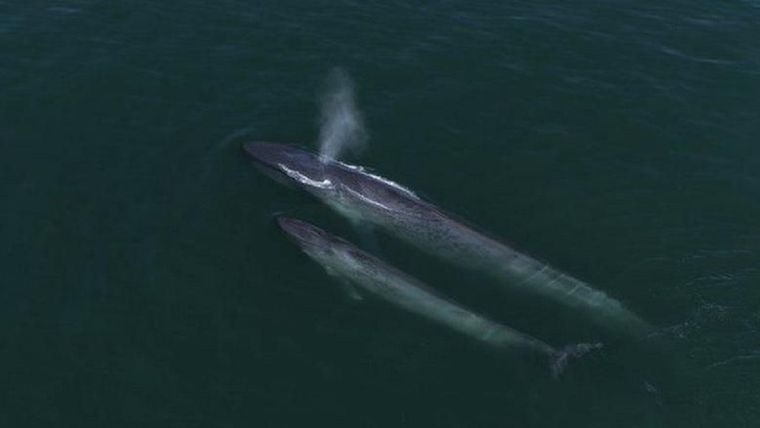 Los científicos creen que las ballenas azules pueden reproducirse en las aguas alrededor de las Seychelles. Foto: Oceanic films