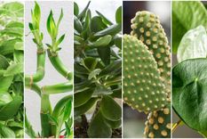 Ten en cuenta estas plantas. Ten en cuenta estas plantas.