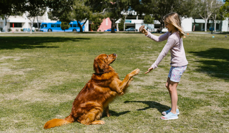 Jugar con los perros puede aliviarte el estrés, según reveló el reciente estudio Foto: Archivo