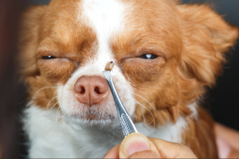 Las garrapatas pueden transmitir enfermedades a mascotas y humanos. Foto: Shutterstock Las garrapatas pueden transmitir enfermedades a mascotas y humanos. Foto: Shutterstock