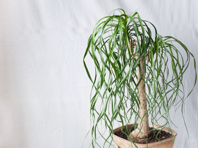 Según el Feng Shui, la planta pata de elefante atrae abundancia. Foto: Shutterstock