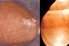 hallan dos tipos nuevos de moluscos acuaticos en cuyo