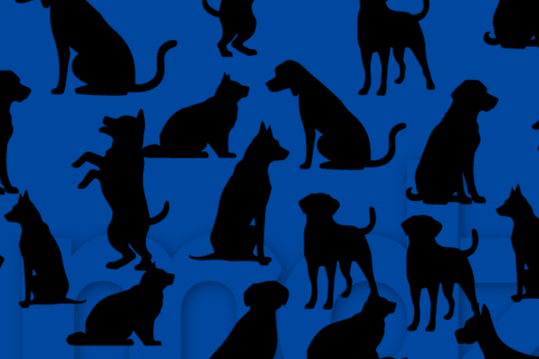 ACERTIJO VISUAL ACERTIJO VISUAL, RETO VISUAL, GATO Foto: MDZ ONLINE