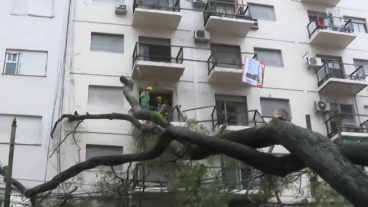Cayó un árbol tras la tormenta de Santa Rosa y destrozó cuatro balcones