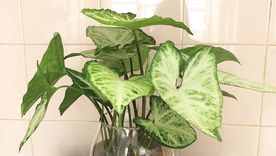 Plantas para el agua. Plantas para el agua.