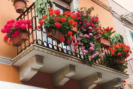 Con este truco casero tu geranio se llenará de flores. Foto: Shutterstock