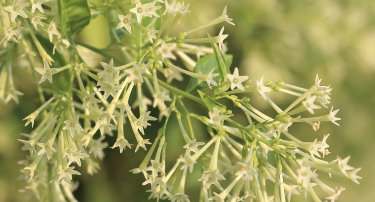 Esta planta inunda tu jardín de buen aroma. Foto: Shutterstock