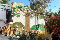 La convocatoria en Grecia permite permanecer al menos un mes en Syros a cambio de colaborar cinco días por semana con el cuidado de los gatos.
