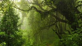 La lucha contra la deforestación está impulsando fuerte el mercado de créditos de carbono a nivel global y Argentina está en la línea de largada por el desarrollo de su industria forestal. Foto: concepto.de