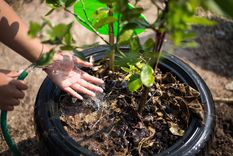 Cómo regar el limonero en primavera para que florezca en tu jardín. Foto: Shutterstock Cómo regar el limonero en primavera para que florezca en tu jardín. Foto: Shutterstock
