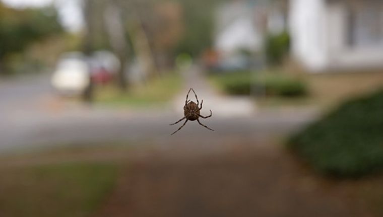 Tener arañas dando vueltas por casa no es una situación muy simpática. Foto: Getty images