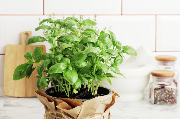 Ideal para purificar ambientes. Foto: Shutterstock