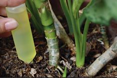 Puedes utilizarlo para regar las plantas que luzcan marchitas Foto: Shutterstock