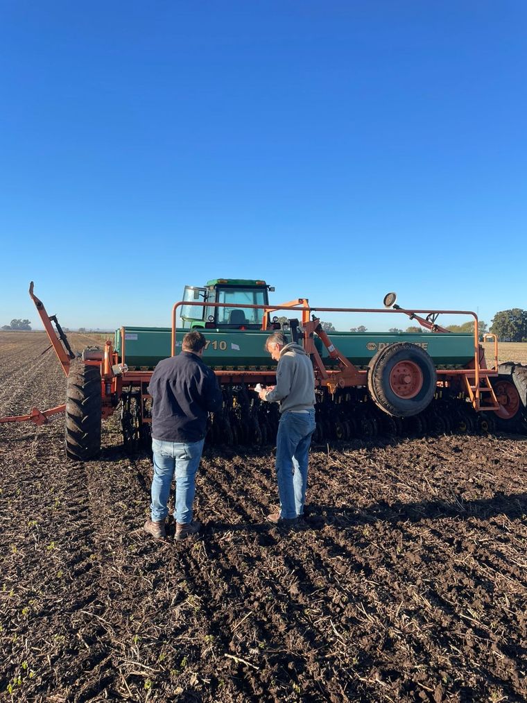 El trigo argentino, convertido en alternativa a los sorbetes plásticos. El trigo argentino, convertido en alternativa a los sorbetes plásticos.