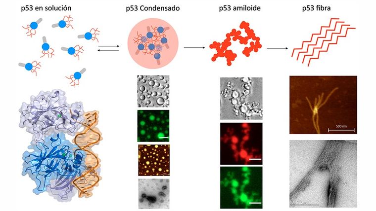 El vigilante interno de las células puede fallar y dejar que el cáncer avance. El vigilante interno de las células puede fallar y dejar que el cáncer avance.