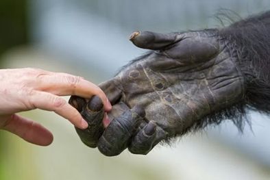 MDZol | Una simple mirada basta para corroborar que los humanos, a diferencia de otros primates, casi no tienen vellos ni pelos que recubran sus cuerpos. Foto: GETTY IMAGES