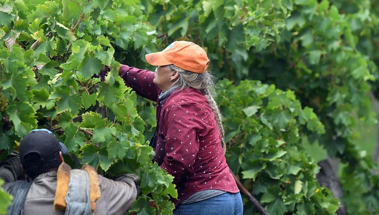 Cada vez hay más sectores en rojo a nivel nacional, y apenas se salvan del incendio, el ganado vacuno, ovinos, granos y miel.