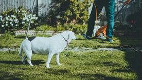 El césped corto contribuye para que no se desarrollen las garrapatas. Foto: Pexels.com