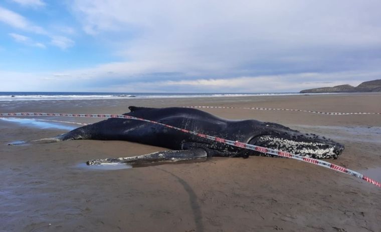La ballena yubarta quedó varada y luego murió en una playa cercana a Comodoro Rivadavia
