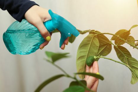 Una mezcla natural aporta nutrientes clave para estimular la floración y el desarrollo del fruto del limonero. Una mezcla natural aporta nutrientes clave para estimular la floración y el desarrollo del fruto del limonero.