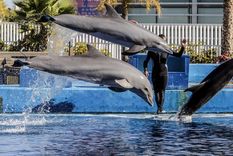 Varios delfines en el delfinario de la Fundación Oceanogràfic. Foto: Dpa.
