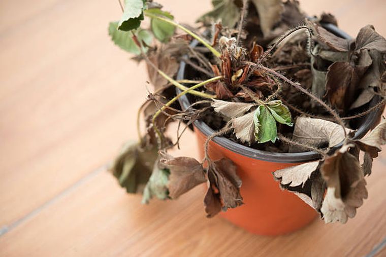 Planta seca. Planta seca.