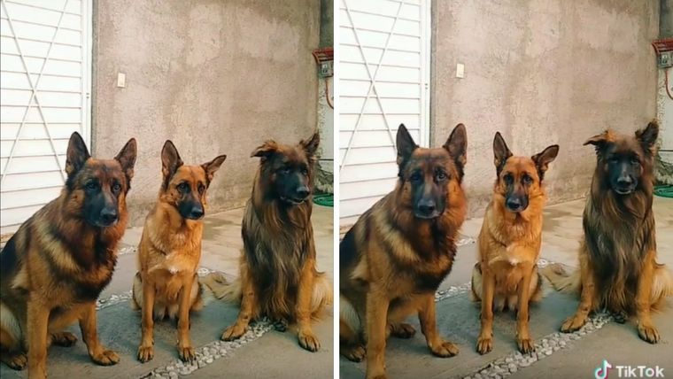 TikTok, video viral, perro