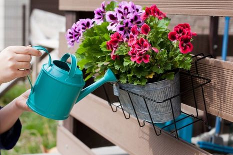 El agua de riego es importante para las plantas. (Shutterstock). Foto: Archivo El agua de riego es importante para las plantas. (Shutterstock). Foto: Archivo