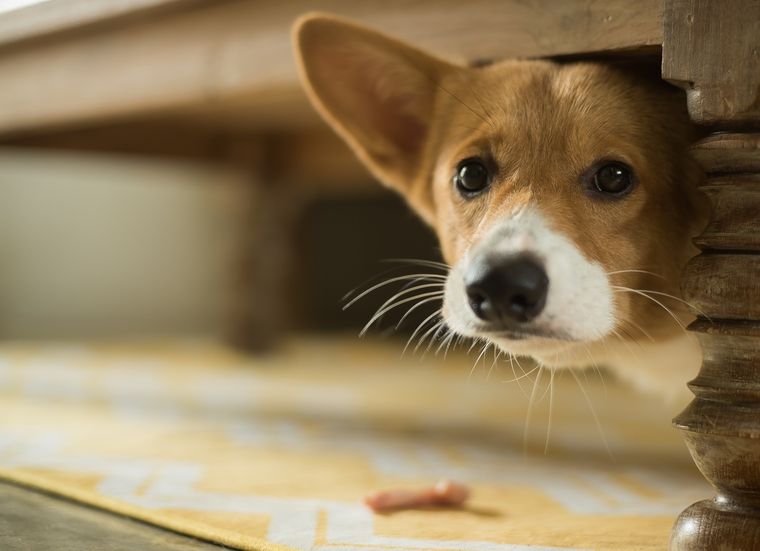 En el estudio se investigaron más de medio millón de perros Foto: SHUTTERSTOCK